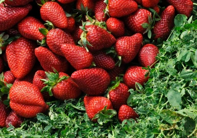 Zašto treba da jedete jagode?